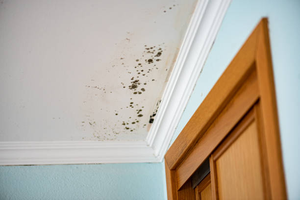 Professional Mold Remediation in Geneva, AL